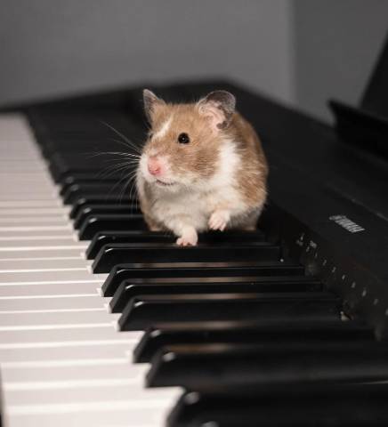 potret hamster bermain piano (reddit.com/psyberjay)