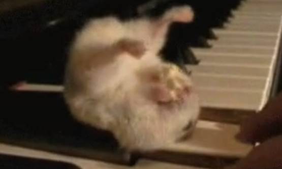 potret hamster bermain piano (reddit.com/Halojatahoo)