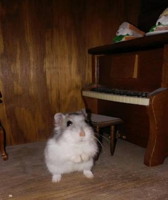 potret hamster bermain piano (reddit.com/JeSuisRongeur)