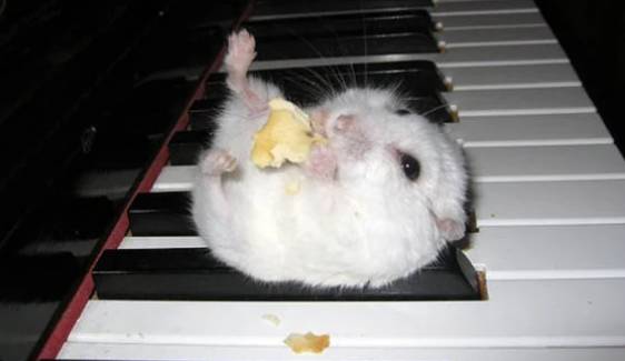 potret hamster bermain piano (reddit.com/Alphaz_playz)