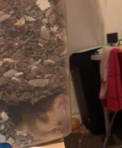 potret hamster tidur menemplok di kaca (reddit.com/Apprehensive_Ear62)