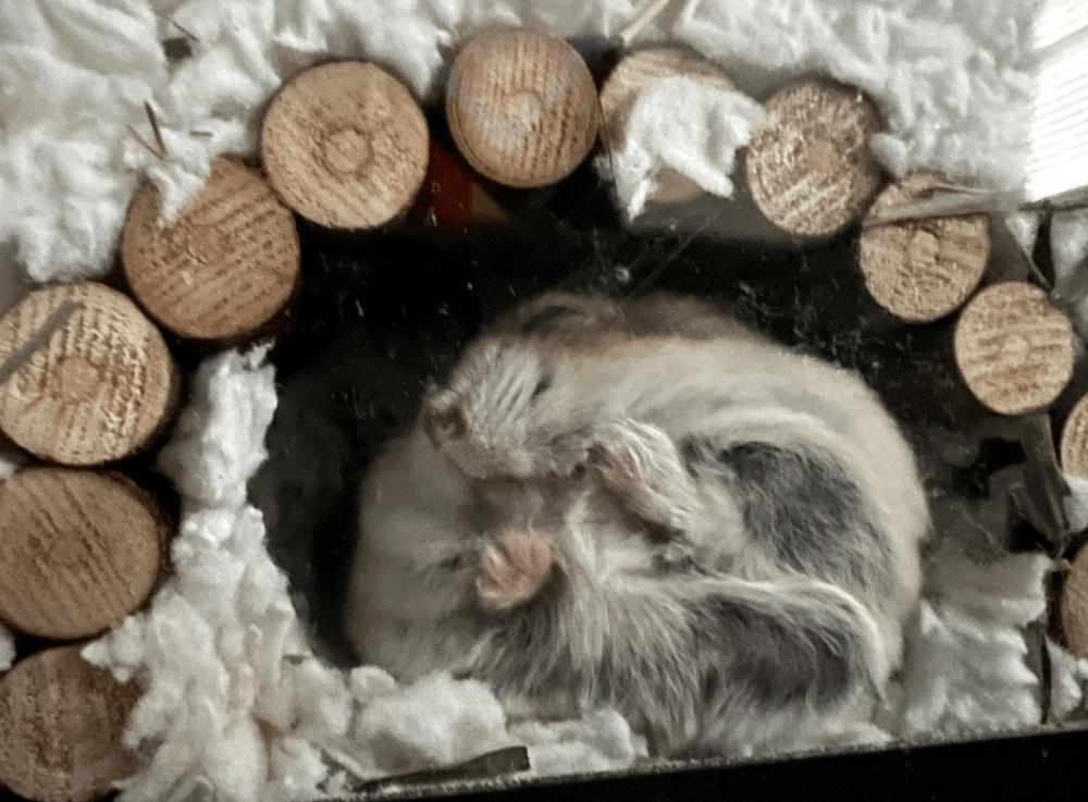 potret hamster tidur menemplok di kaca (reddit.com/Cakeypaws)