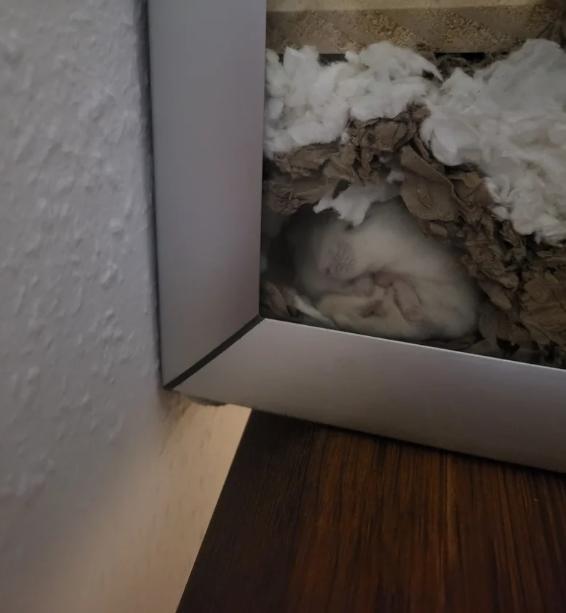 potret hamster tidur menemplok di kaca (reddit.com/Accomplished_Pop_290)