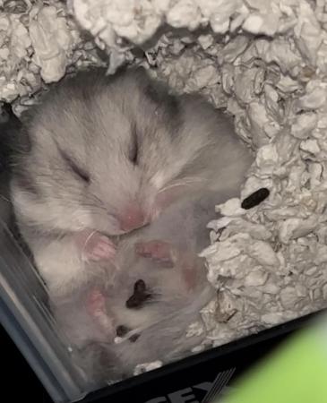 potret hamster tidur menemplok di kaca (reddit.com/Extension_Worth7882)
