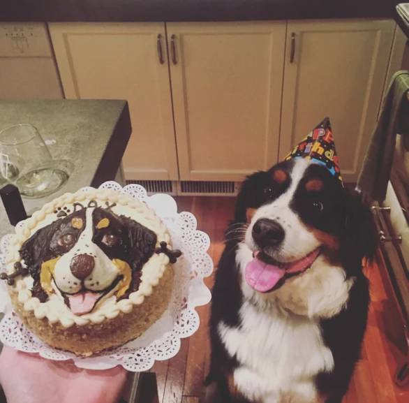 potret kue ulang tahun anabul mirip aslinya (reddit.com/Jollyoldlewis)