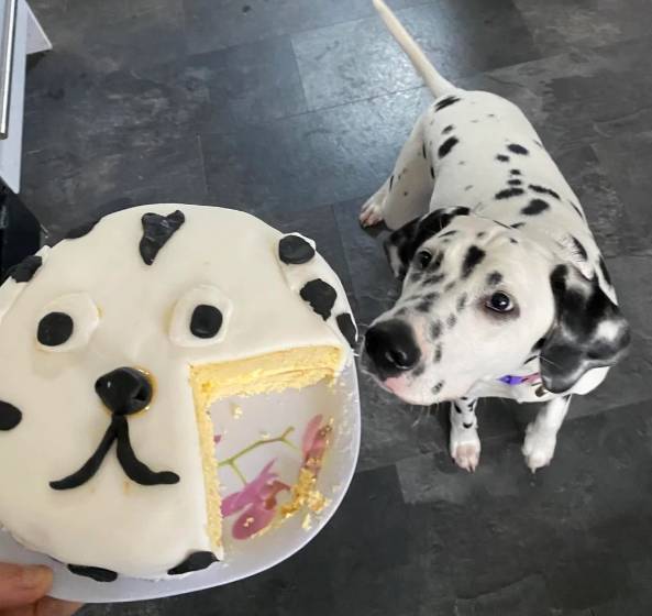 potret kue ulang tahun anabul mirip aslinya (reddit.com/Necessary_Concern107)