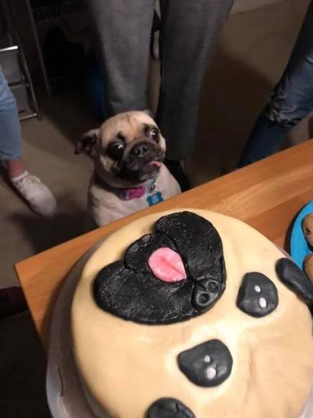 potret kue ulang tahun anabul mirip aslinya (reddit.com/deleted)