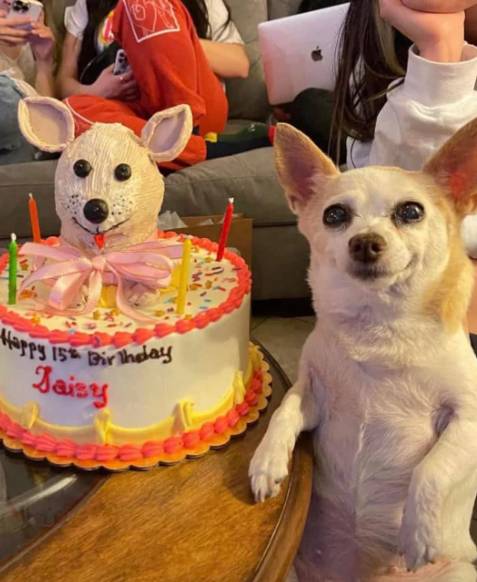potret kue ulang tahun anabul mirip aslinya (reddit.com/Idhanirem)
