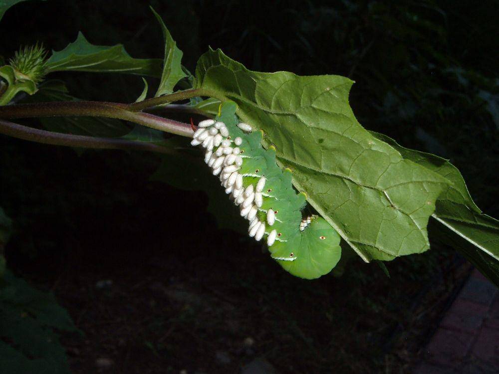 Tawon braconid adalah salah satu predator ulat tanduk (commons.wikimedia.org/max wahrhaftig)
