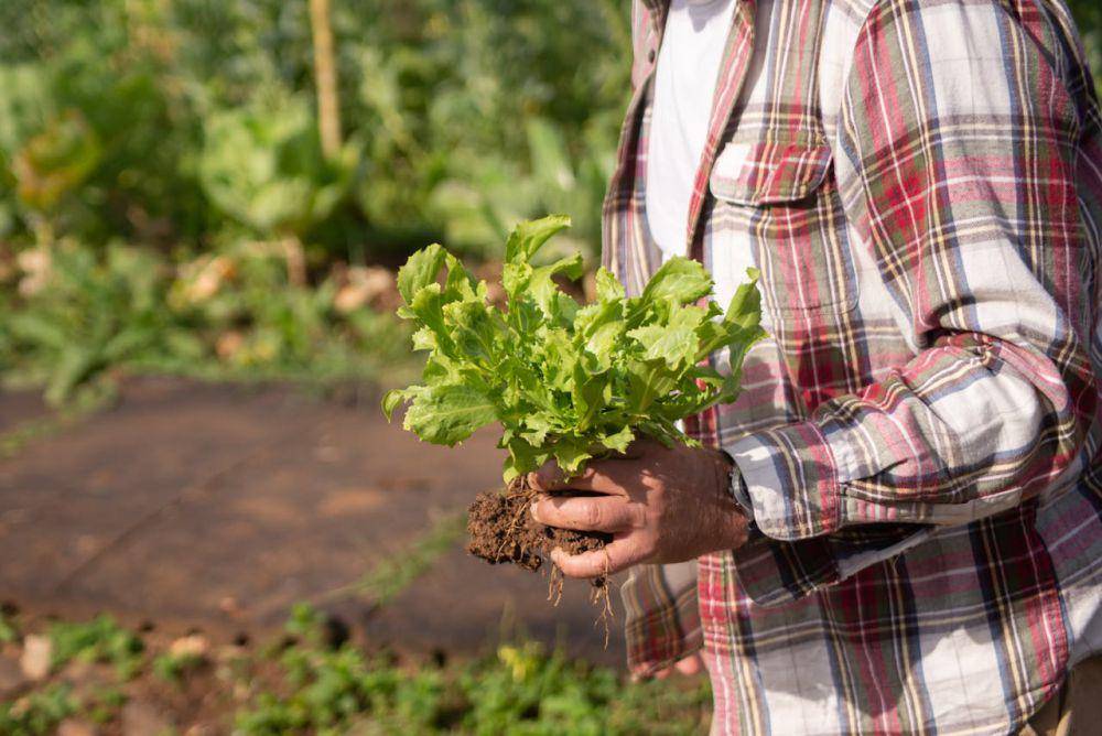 ilustrasi menanam sayur (pexels.com/Kampus Production)