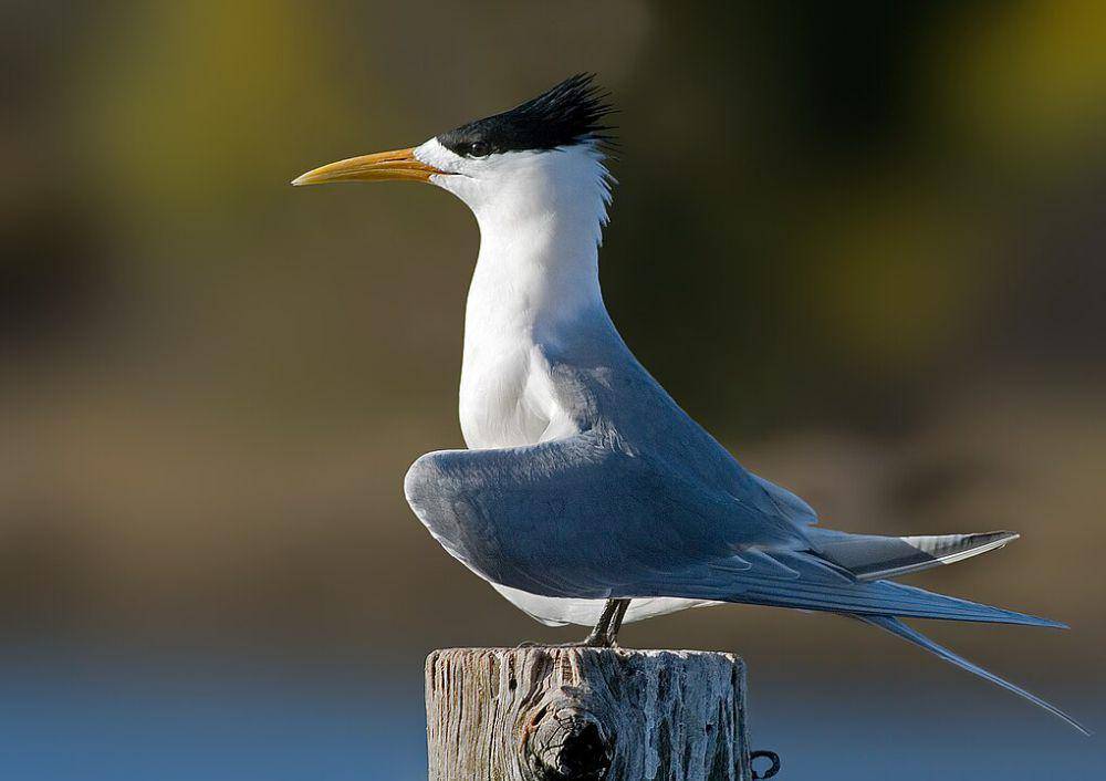 ilustrasi burung laut jambul (wikimedia.org/Noodle snacks)