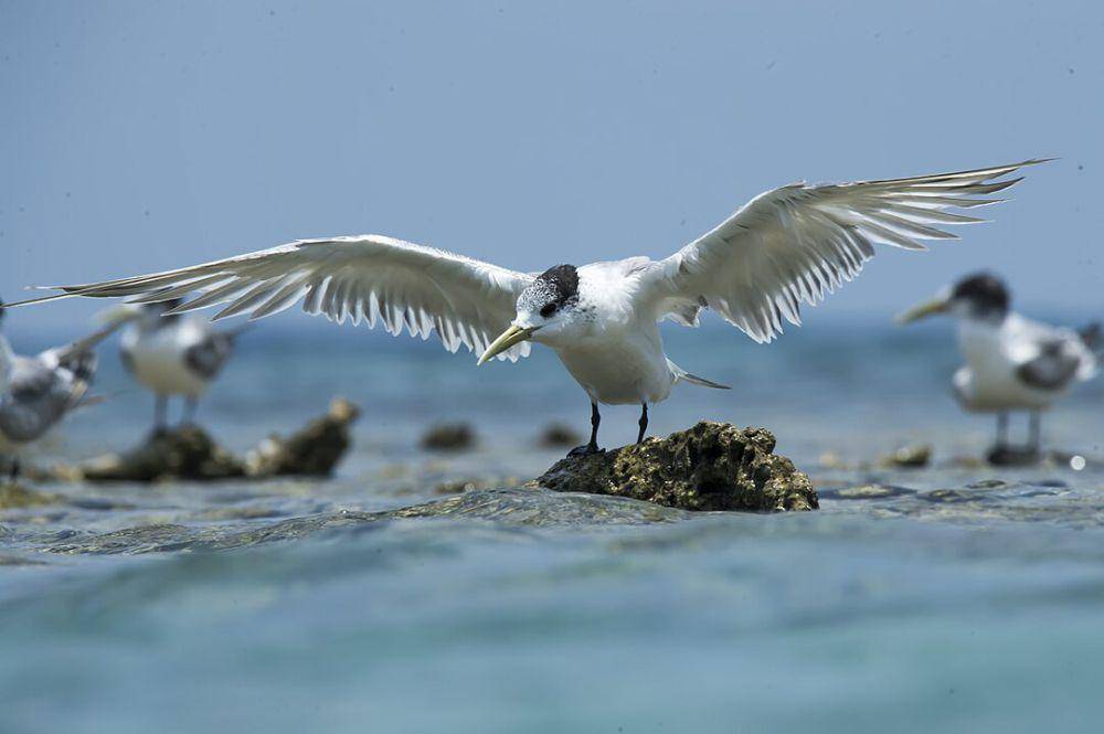 ilustrasi burung laut jambul (wikimedia.org/Dwi Agung Sulistyo)