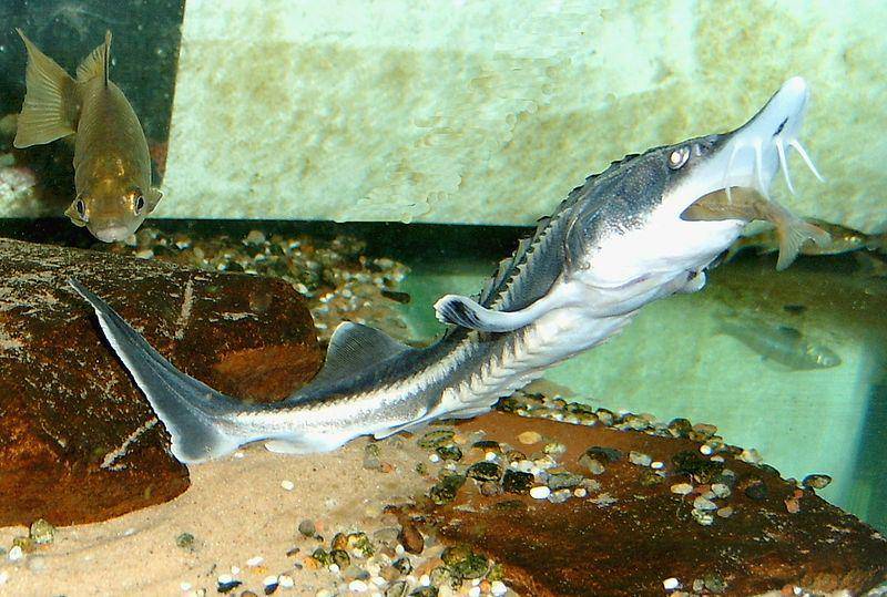 sosok sturgeon beluga muda yang sedang makan (commons.wikimedia.org/Daniel Döhne)