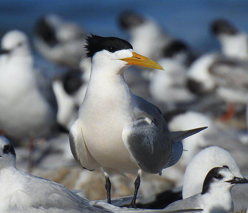 ilustrasi burung laut jambul (wikimedia.org/mattf1996)