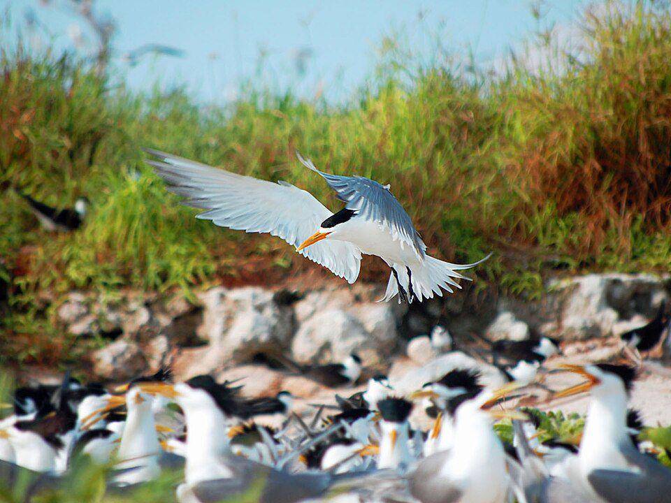 ilustrasi burung laut jambul (wikimedia.org/Gregg Yan)