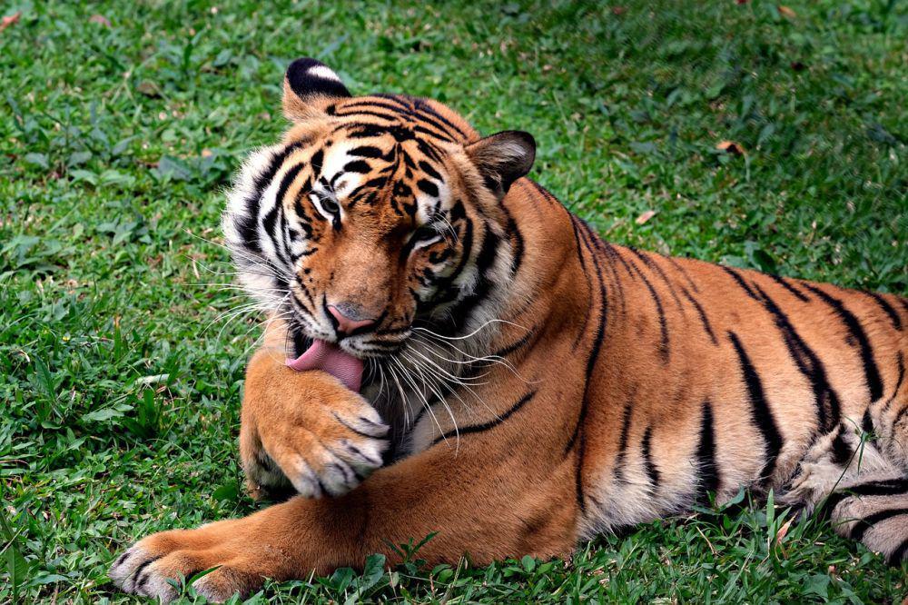 harimau bengal (Pixabay/ hartono subagio)