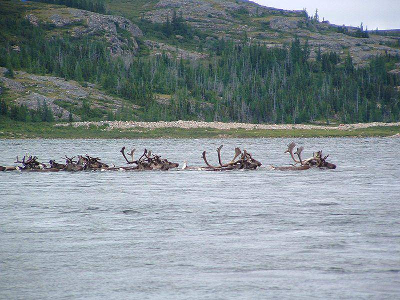 Reindeer (commons.m.wikimedia.org/GNU Free Documentation License)
