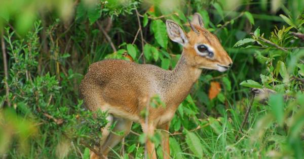 Ilustrasi dik-dik (dok. flickr.com/Adam Stafford)