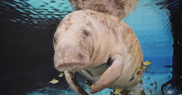 Nama Hewan Huruf D, Ada Dugong Hingga Dodo