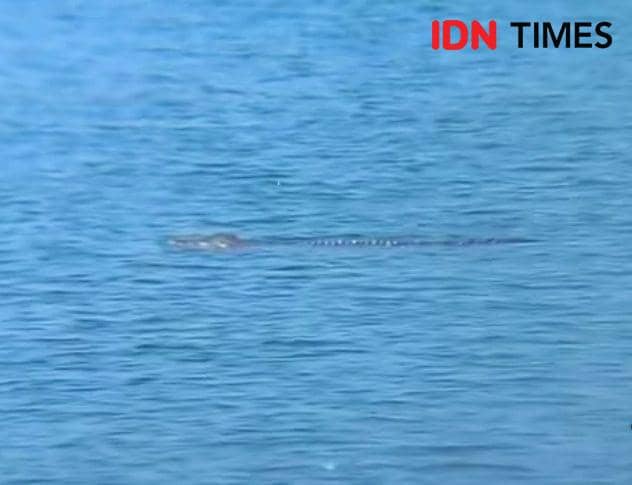 Heboh! Buaya Muncul di Perairan Doropeti Dompu, Warga Diimbau Waspada