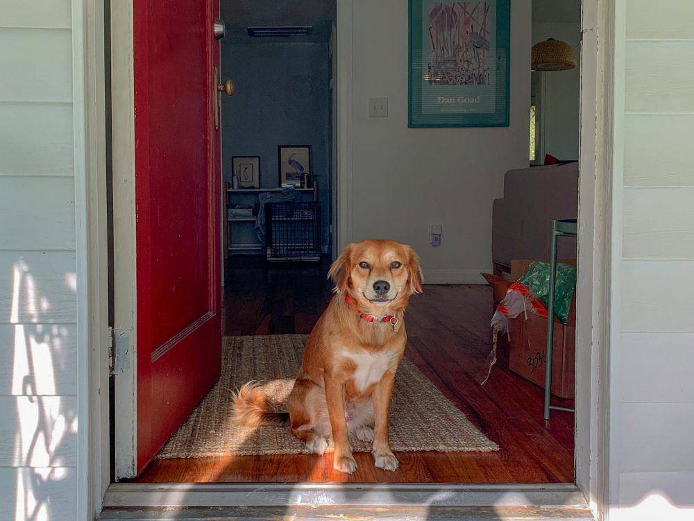 ilustrasi anjing peliharaan (pexels.com/Monica Silvestre)