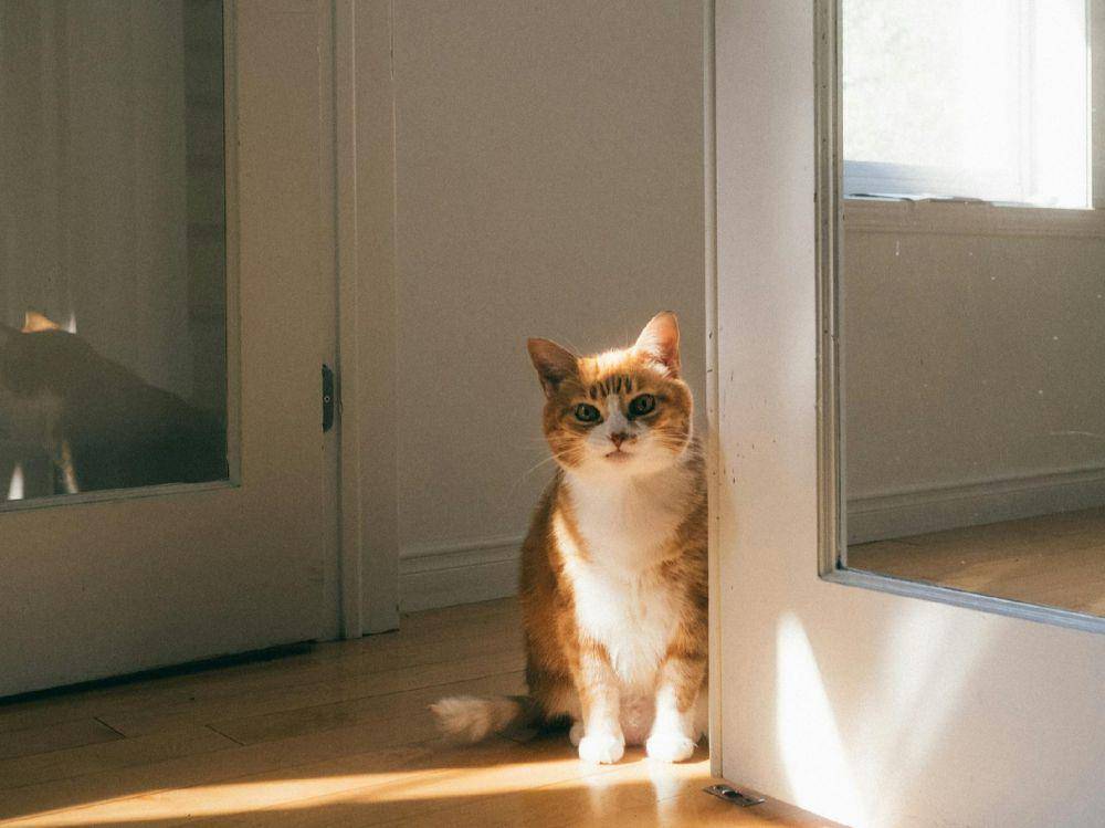 ilustrasi meninggalkan kucing sendirian (pexels.com/Michael Dupuis)
