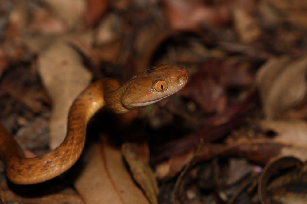 Ular pohon cokelat (inaturalist.org/Greg Tasney)