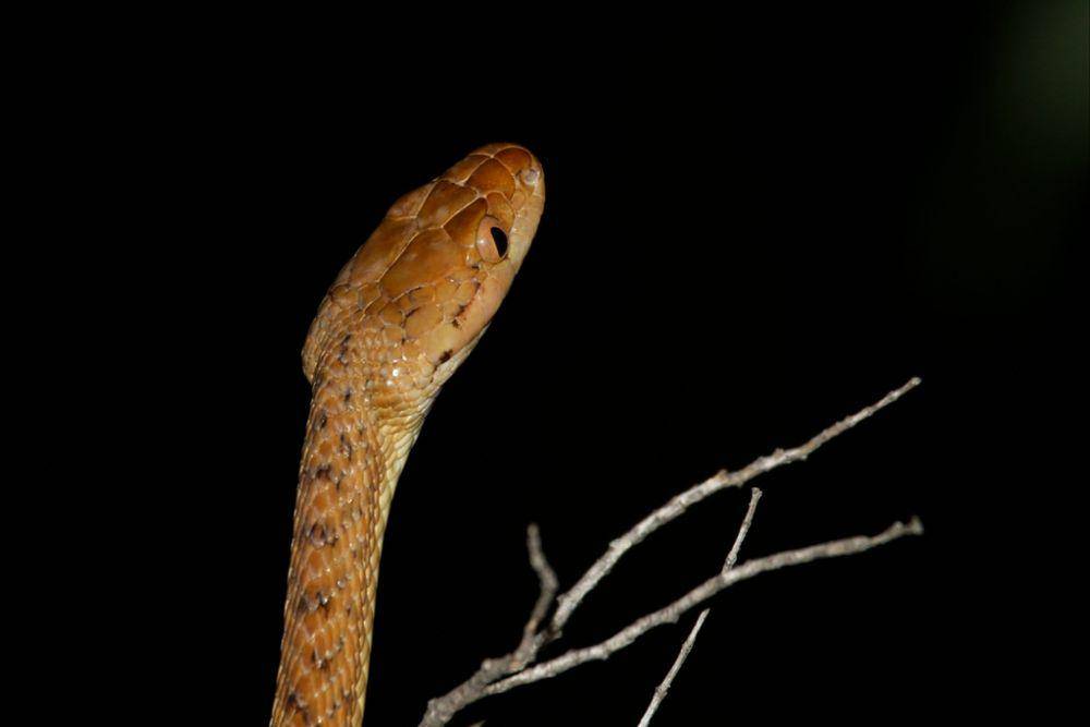 Ular pohon cokelat (inaturalist.org/Kye Turnbull)