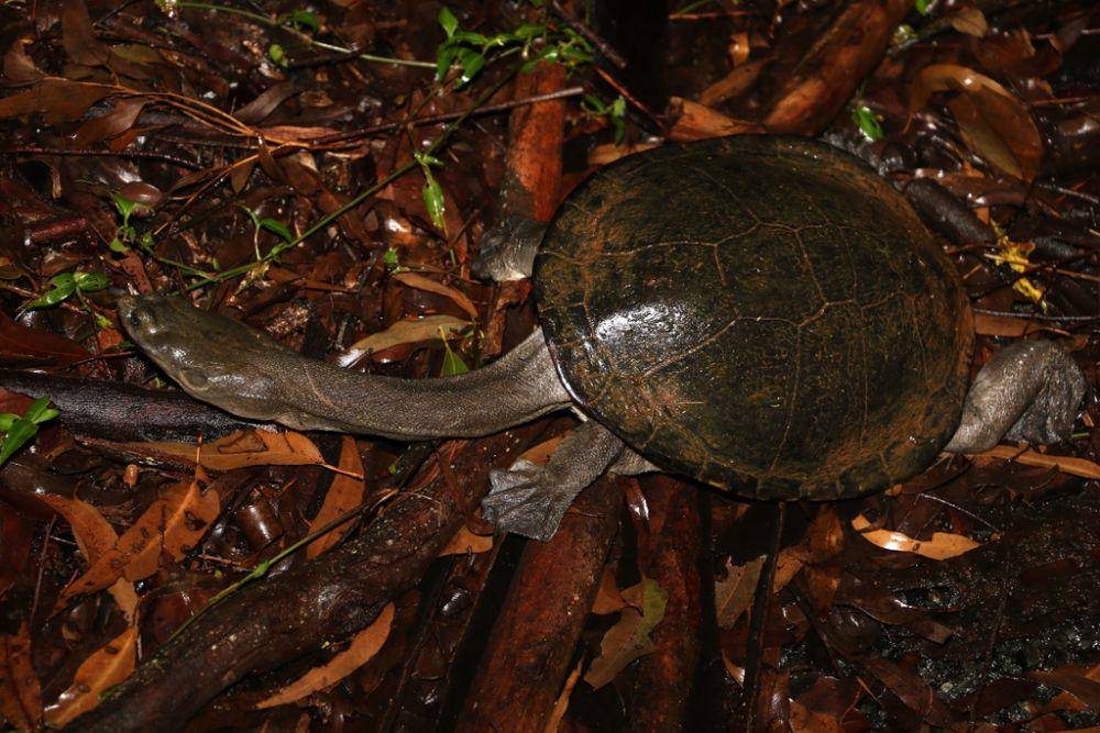Kura-kura bercangkang lebar (inaturalist.org/Greg Tasney)