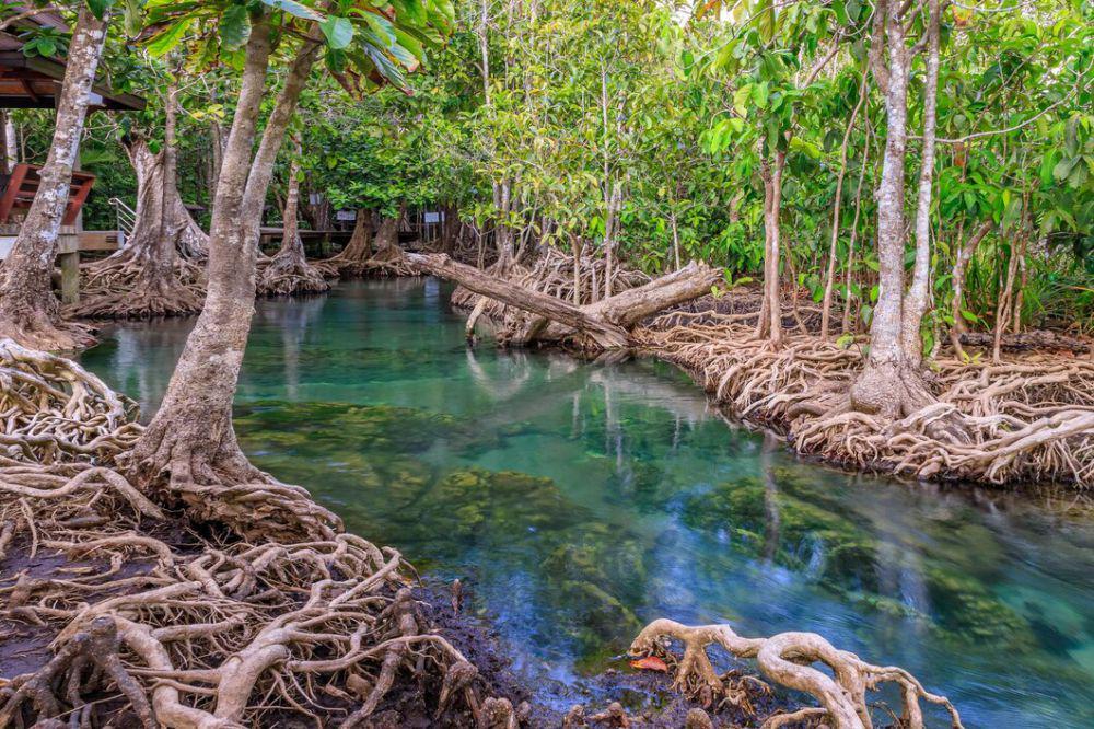 Reklamasi Tak Hanya Merusak Mangrove, Tapi Seluruh Surabaya