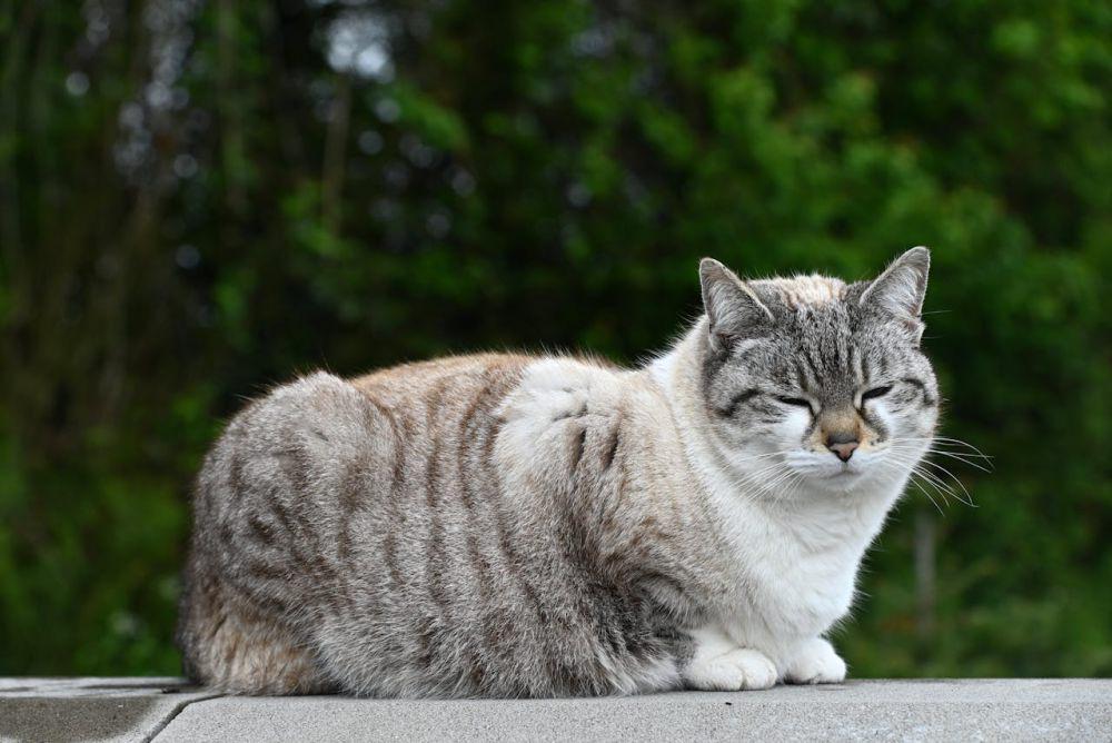 3 Dampak Obesitas pada Kucing, Jangan Biarkan Anabul Terlalu Gemuk