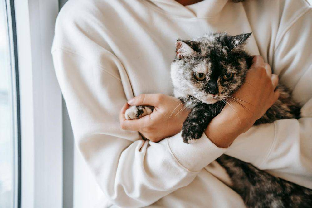 ilustrasi kucing peliharaan (pexels.com/Sam Lion)