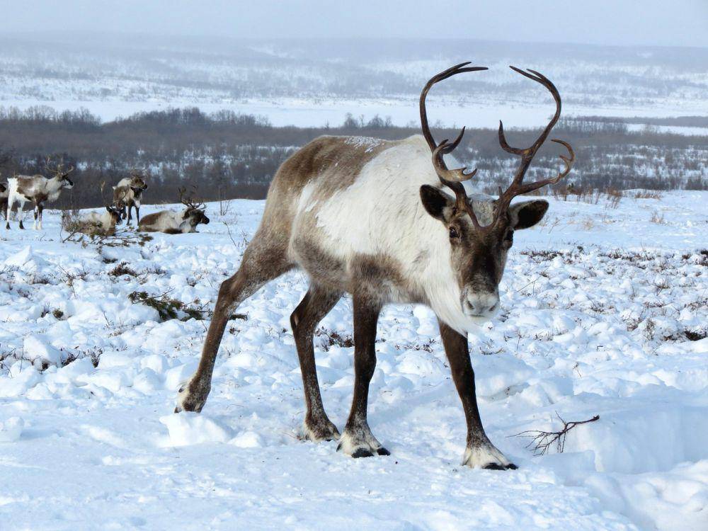 reindeer (pixabay.com/Natalia_Kollegova)