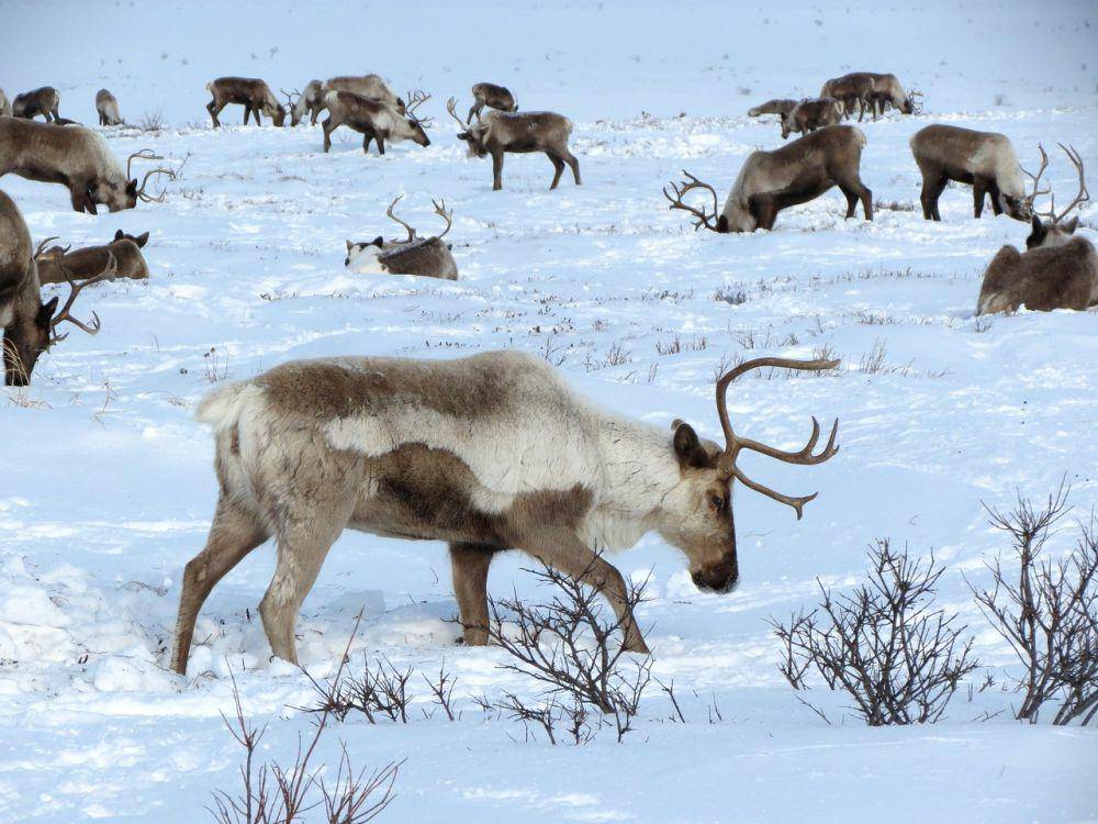 reindeer (pixabay.com/Natalia_Kollegova)