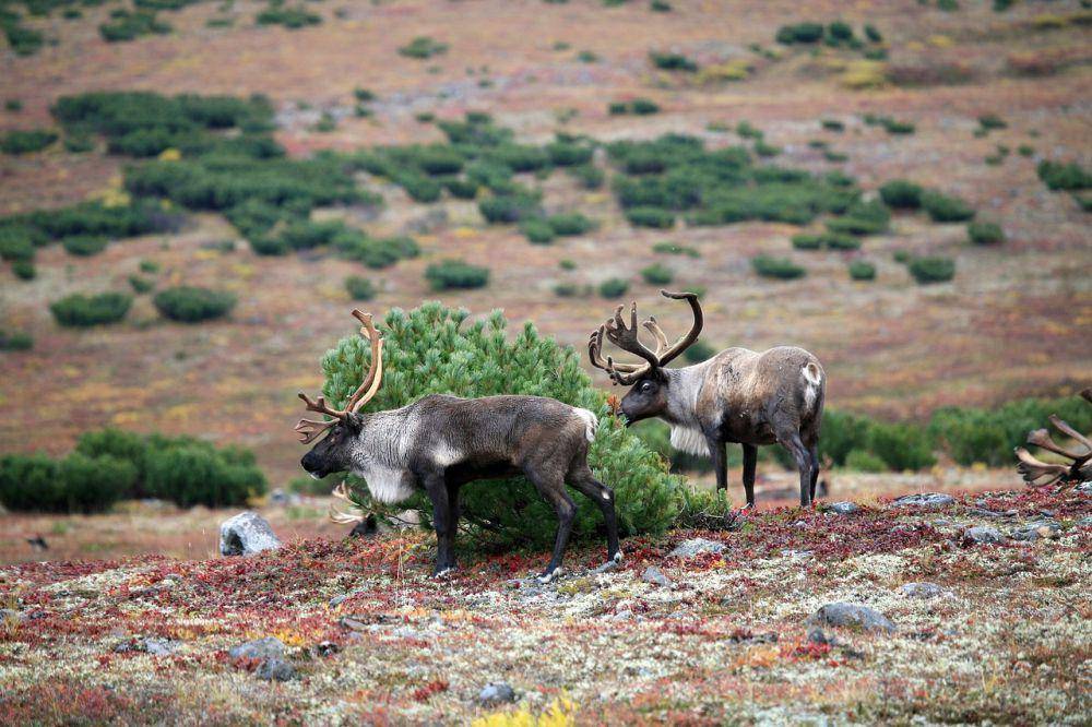 reindeer (pixabay.com/Natalia_Kollegova)