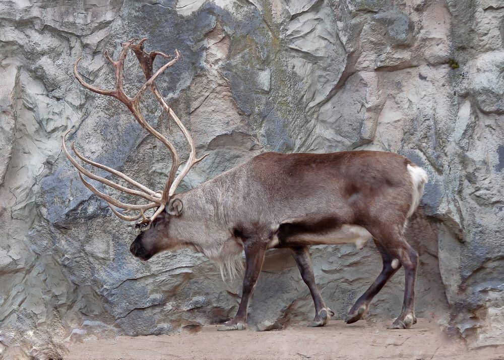 reindeer (pixabay.com/Foto-Rabe)