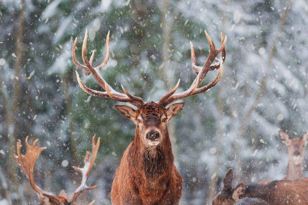 reindeer (pixabay.com/GypsyGirlS)