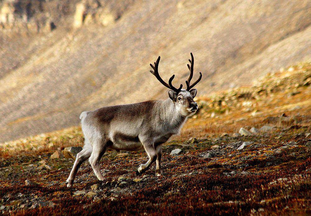 Reindeer (wikimedia.m.commons.org/Per Harald Olsen)