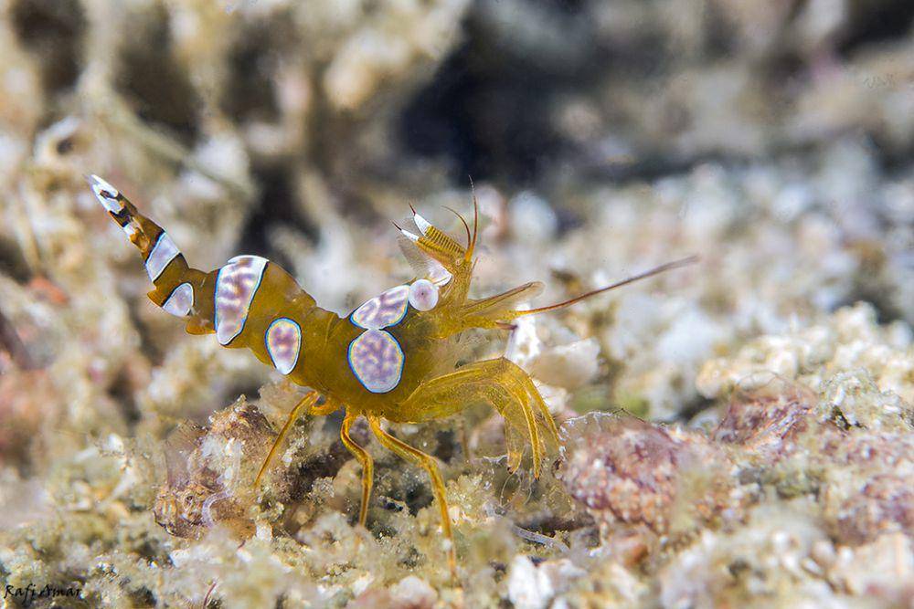 ilustrasi Thor amboinensis (inaturalist.org/rafi1)
