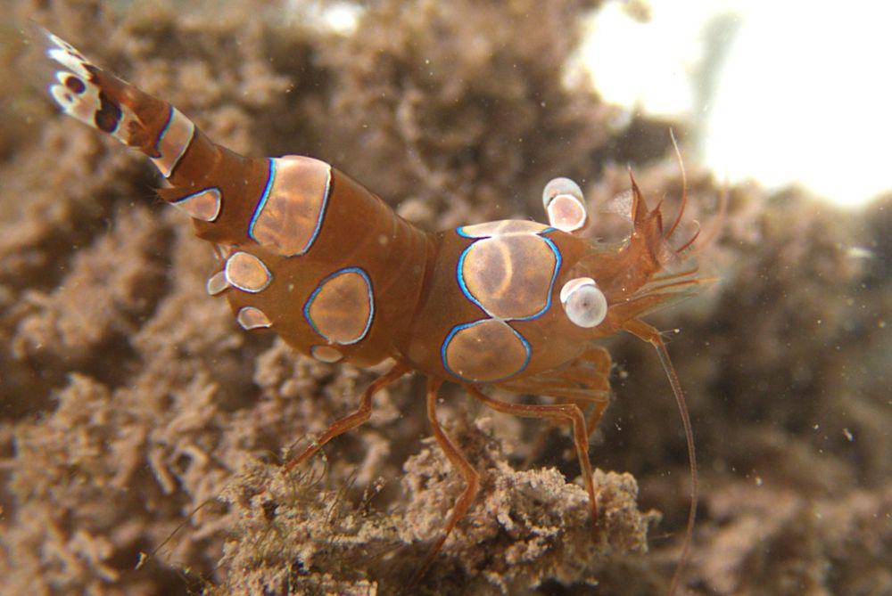 ilustrasi Thor amboinensis (inaturalist.org/tahiticrabs)