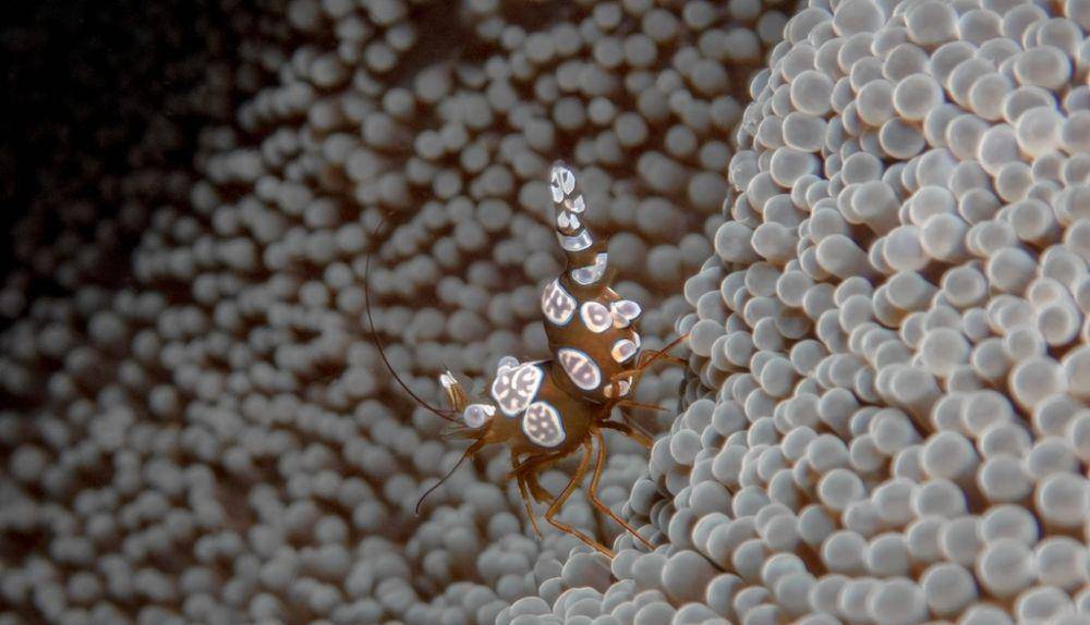 ilustrasi Thor amboinensis (inaturalist.org/norman_lopez)