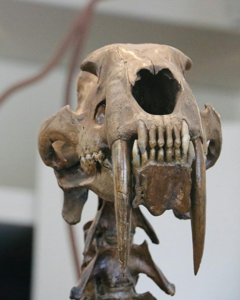 5 Megafauna Terkenal yang Hidup di Zaman Es, Bukan Cuma Mammoth!