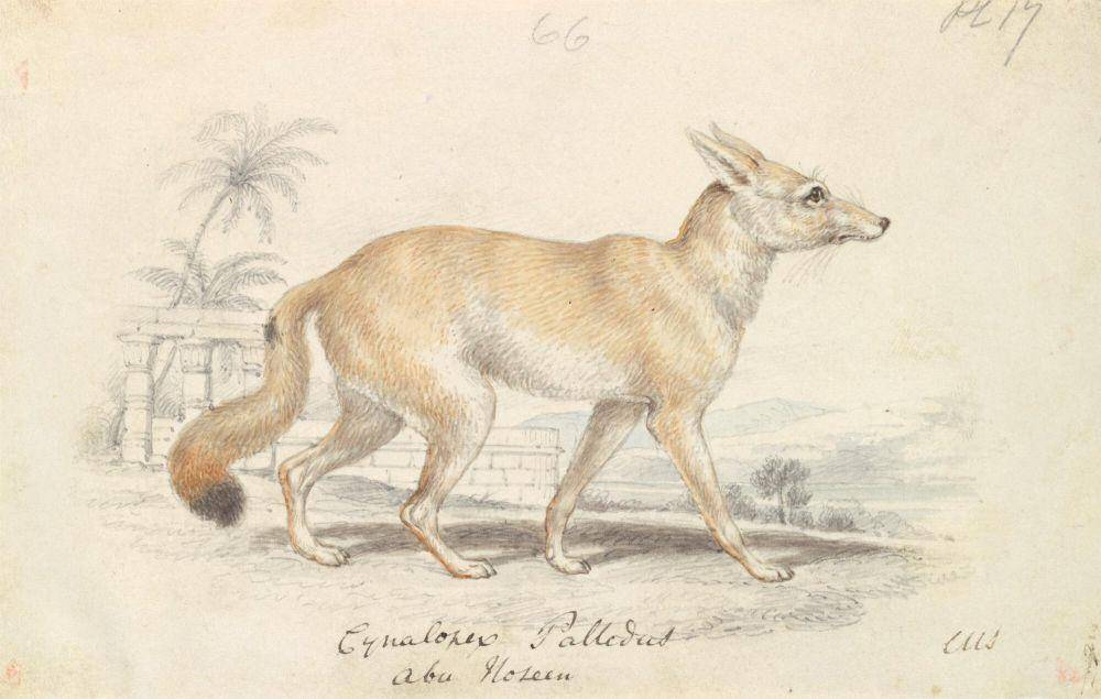 Pale fox (commons.m.wikimedia.org/Charles Hamilton Smith)