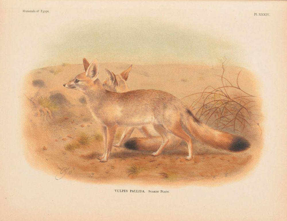 Ilustrasi pale fox (commons.m.wikimedia.org/John Anderson)