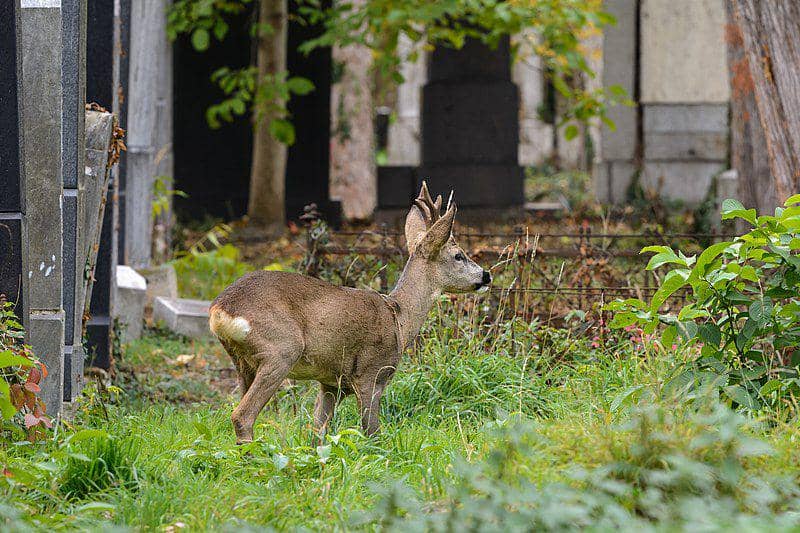 European roe deer (commons.wikimedia.org/Uoaei1)