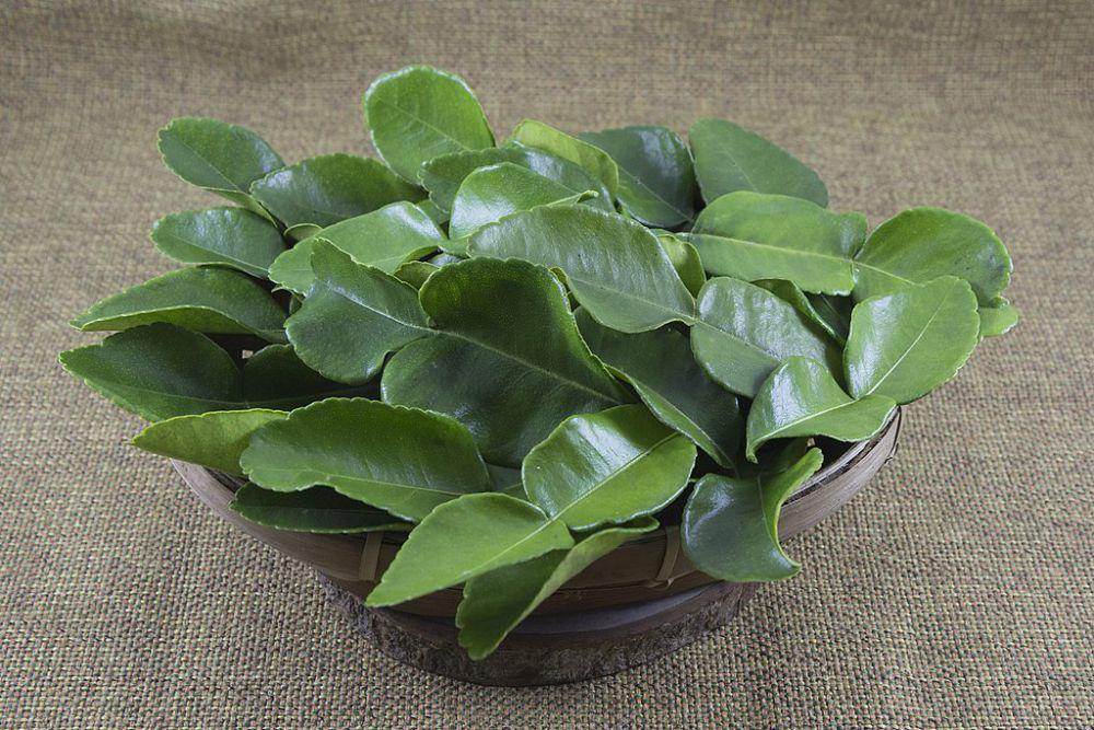 ilustrasi daun jeruk (commons.wikimedia.org/Herusutimbul)