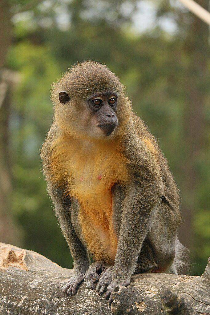 ilustrasi Cercocebus chrysogaster (commons.wikimedia.org/Frederique Burgers' Zoo)