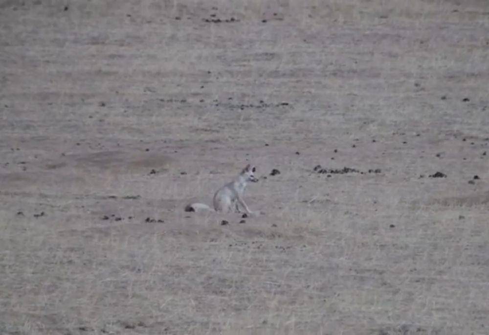 Pale fox (youtube.com/Saint Louis Zoo)