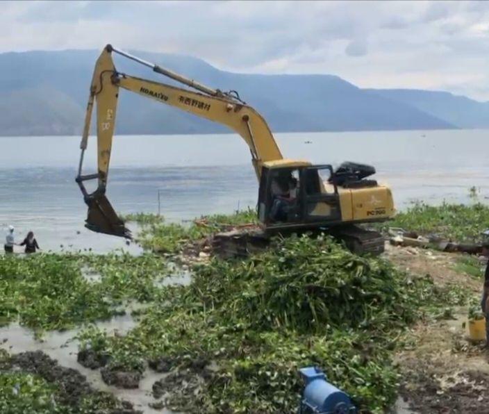 Mahasiswa Bersihkan Eceng Gondok di Danau Toba, Disulap Jadi Kompos