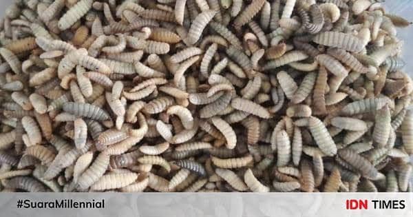 Banjarmasin Budidayakan Maggot untuk Manfaatkan Sampah Organik